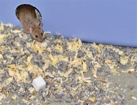 Munching on mice: a strange new ritual or an ancient practice revived?